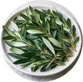 MemoVolt™ Oleuropein Olive Leaf Extract for antioxidant support