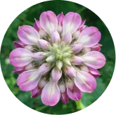 MemoVolt™ Kudzu Flower Extract for cognitive wellness